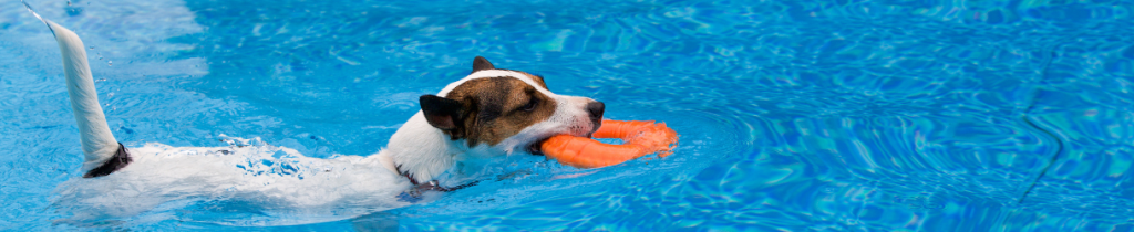 perro bañándose en la piscina