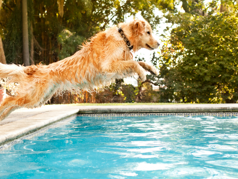 Perro saltando a la piscina.