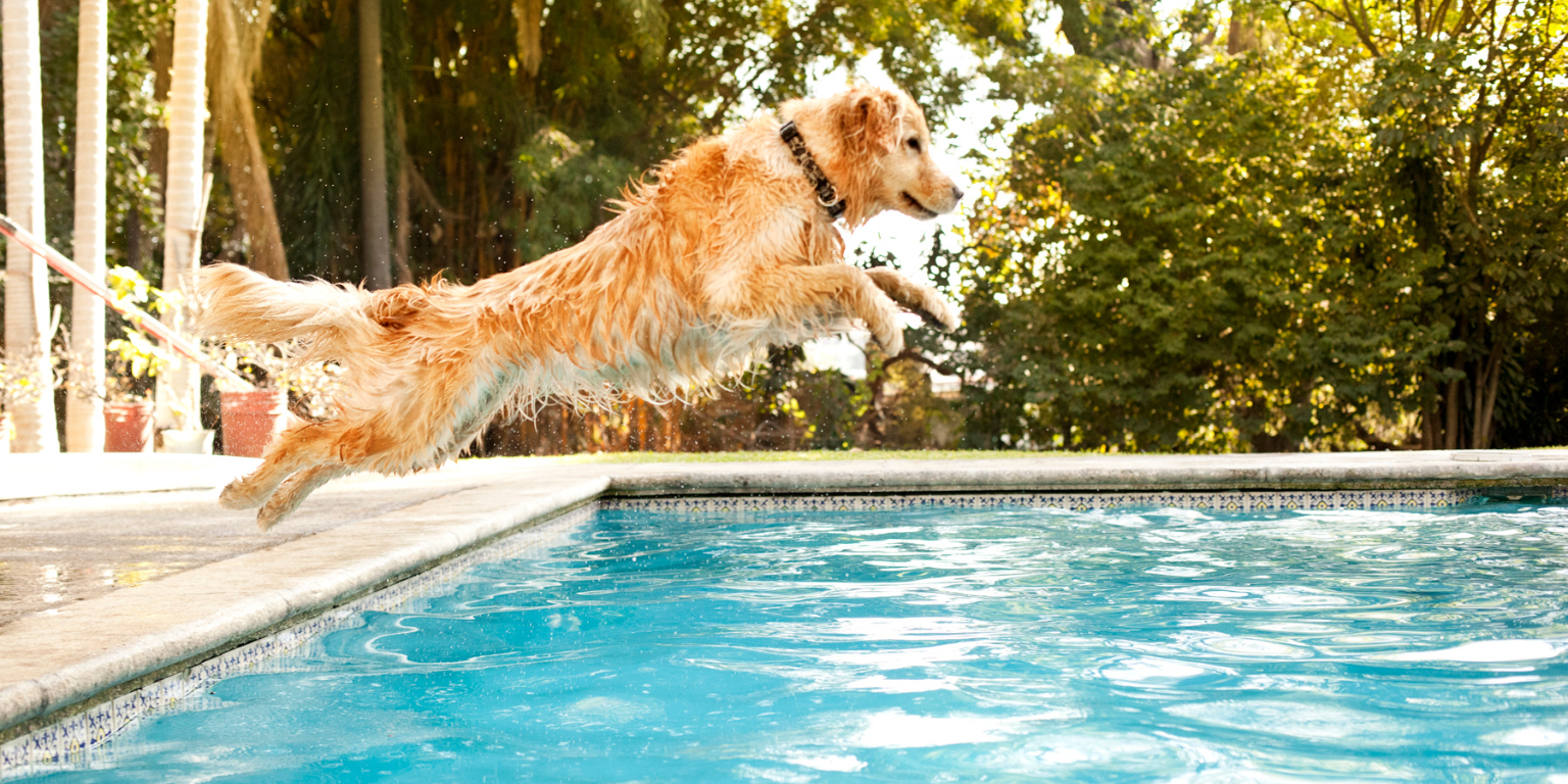 Perro saltando a la piscina.